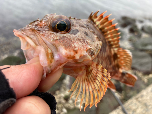 ガシラの釣果