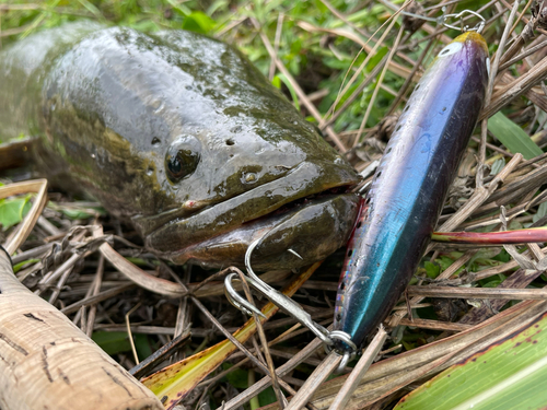 ライギョの釣果