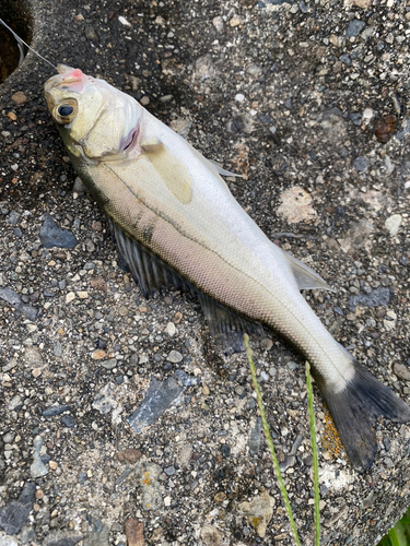 セイゴ（マルスズキ）の釣果