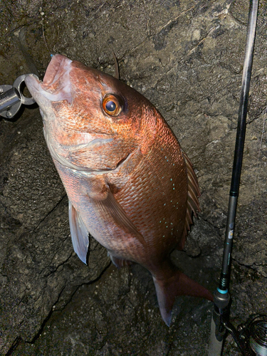 タイの釣果