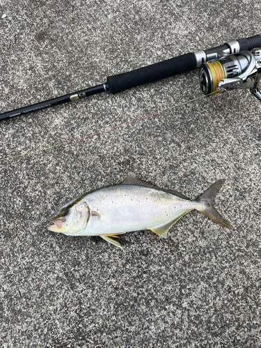 ショッコの釣果