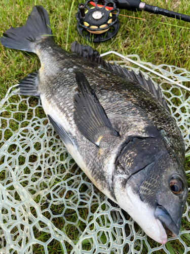 チヌの釣果