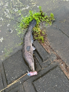 ライギョの釣果