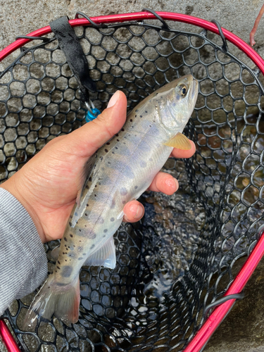 ヤマメの釣果