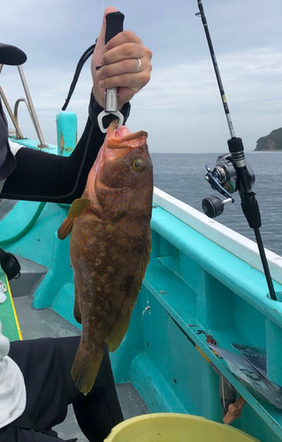 アコウの釣果