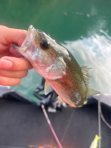 ブラックバスの釣果