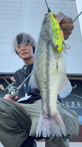 ブラックバスの釣果