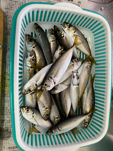 アジの釣果