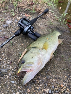 ラージマウスバスの釣果