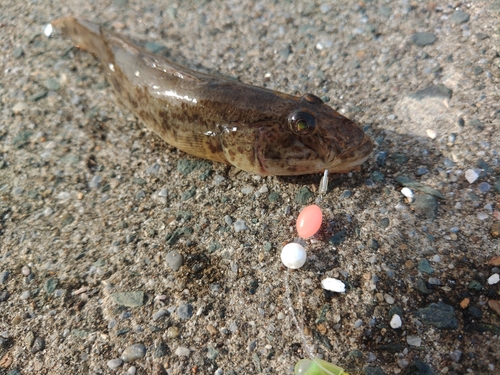 マハゼの釣果