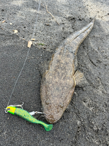 マゴチの釣果