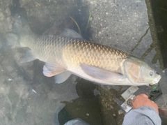 ソウギョの釣果