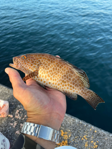 オオモンハタの釣果