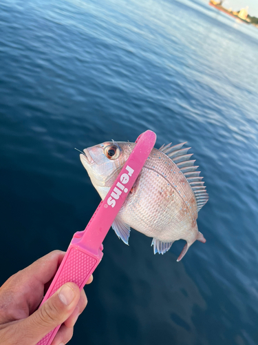 マダイの釣果