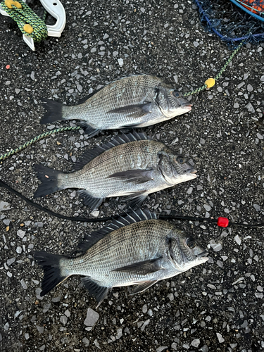 クロダイの釣果