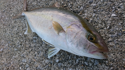 カンパチの釣果