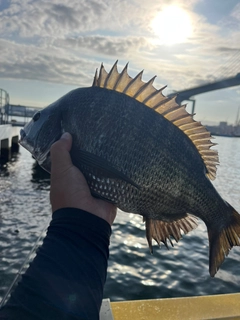 クロダイの釣果