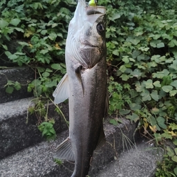 もやし🐟の釣果