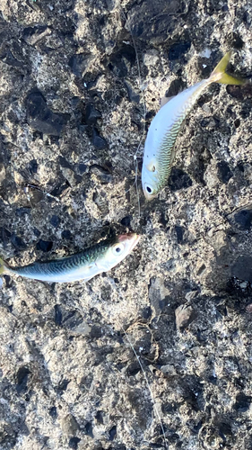 サバの釣果