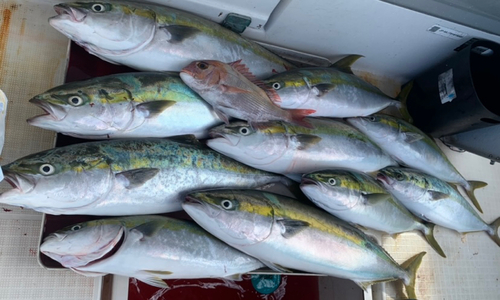 ヤズの釣果