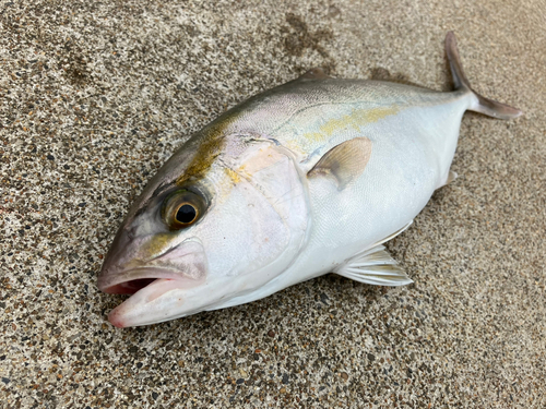 ショゴの釣果