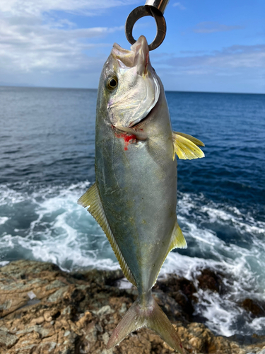 ショゴの釣果