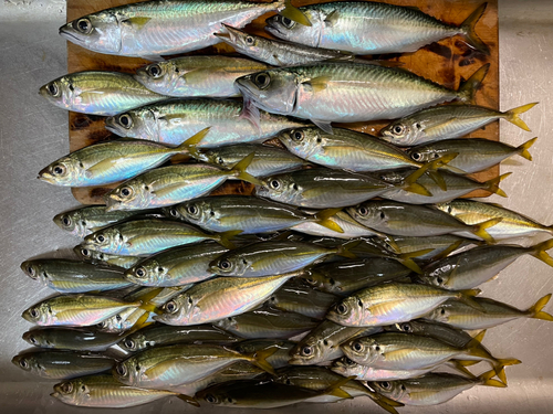 アジの釣果