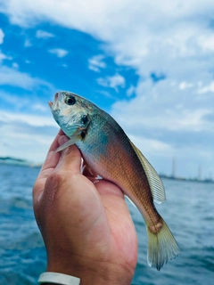 イシモチの釣果