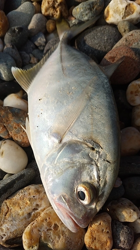 メッキの釣果