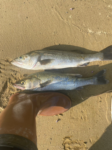 スズキの釣果