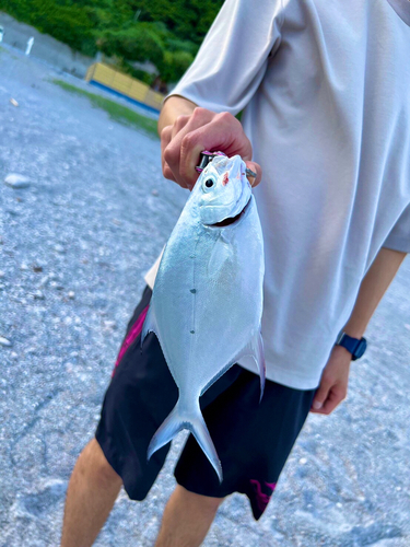 コバンアジの釣果