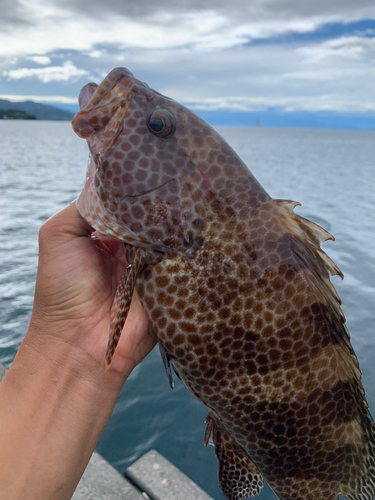 オオモンハタの釣果