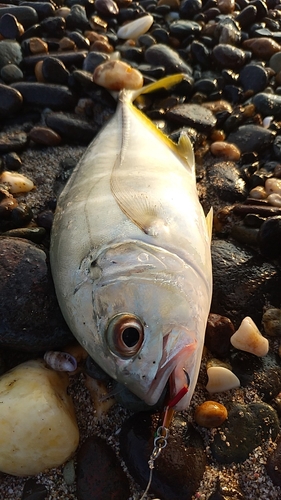 メッキの釣果