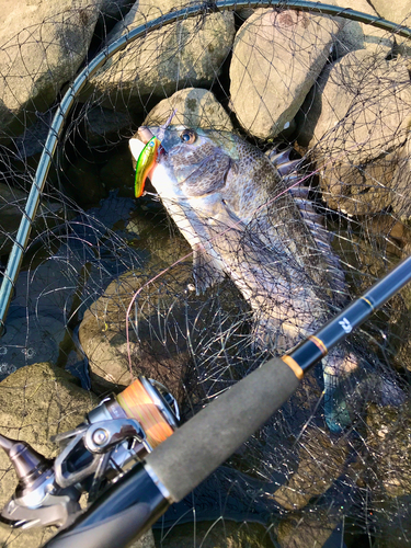 クロダイの釣果