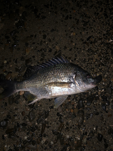 キビレの釣果