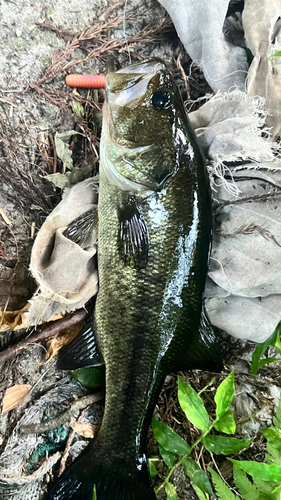 ブラックバスの釣果