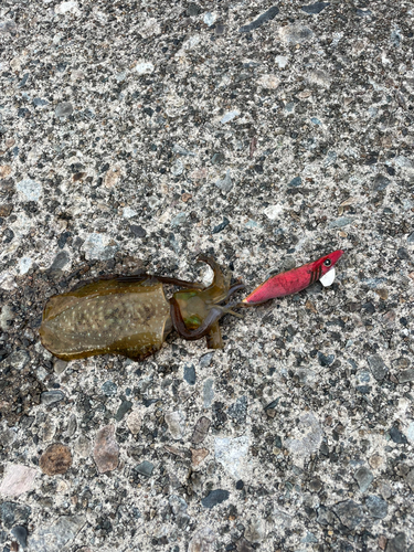 イカの釣果