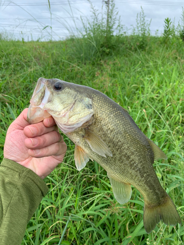 ラージマウスバスの釣果