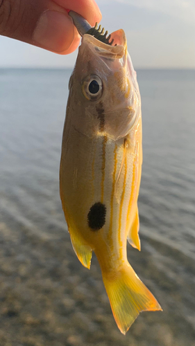 ヤマトビーの釣果