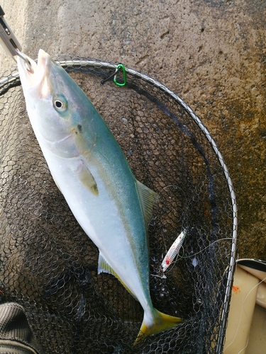 イナダの釣果