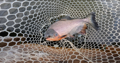 コロソマの釣果