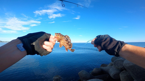 ガシラの釣果