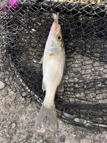 セイゴ（タイリクスズキ）の釣果