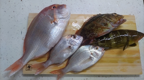 レンコダイの釣果