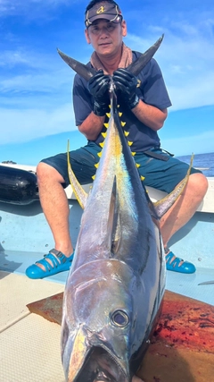 キハダマグロの釣果