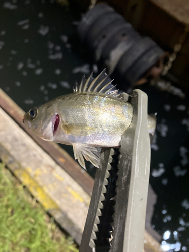 セイゴ（マルスズキ）の釣果