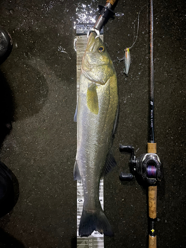 シーバスの釣果