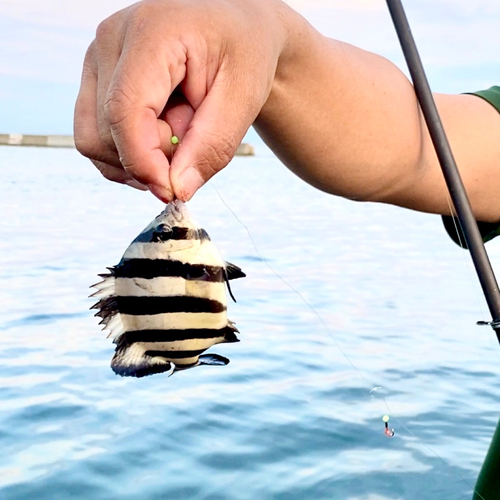 サンバソウの釣果