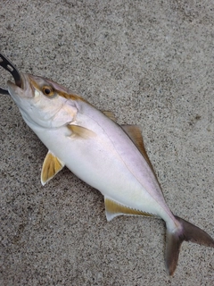 ショゴの釣果