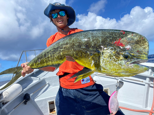 シイラの釣果